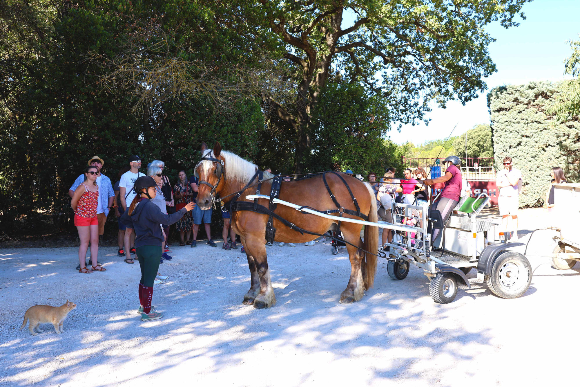 Haras d'Uzès