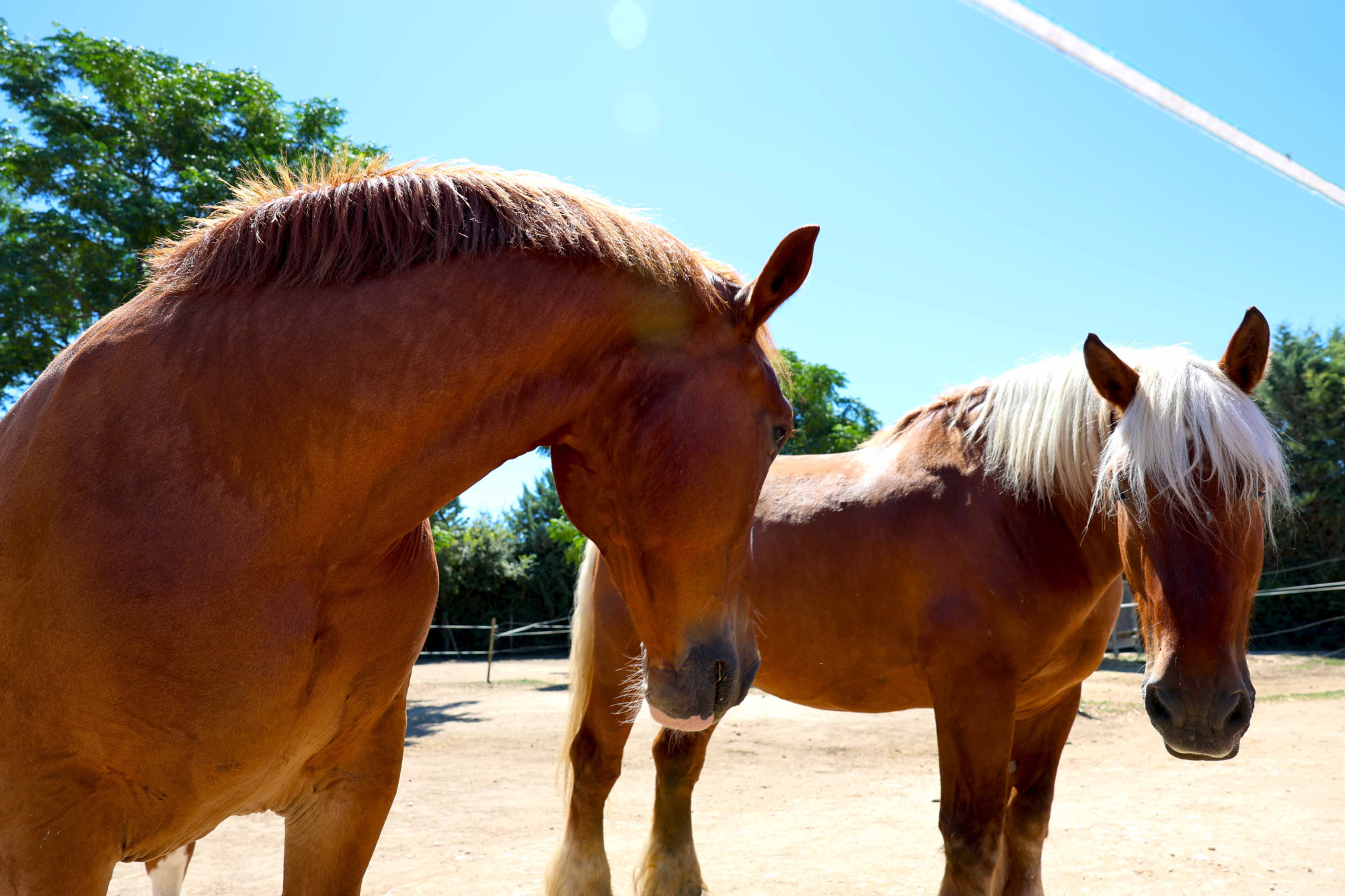 Le Haras d'Uzès peut accueillir jusqu’à 600 chevaux