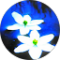 Chris Chz Avatar